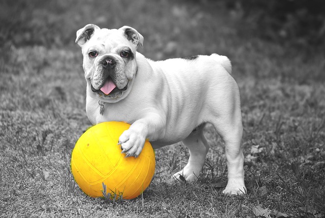 bulldog playing with a yellow ball