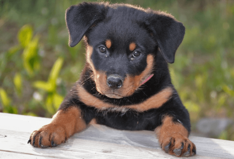 Rottweiler Pet Insurance