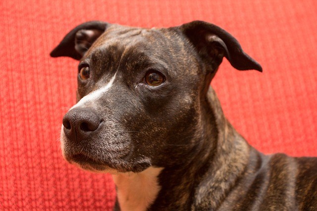 best dog food for staffordshire bull terriers