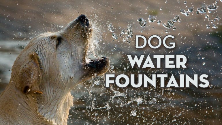 dog water fountains