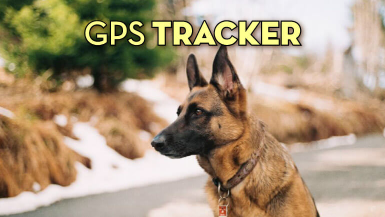 Best Dog GPS Tracker