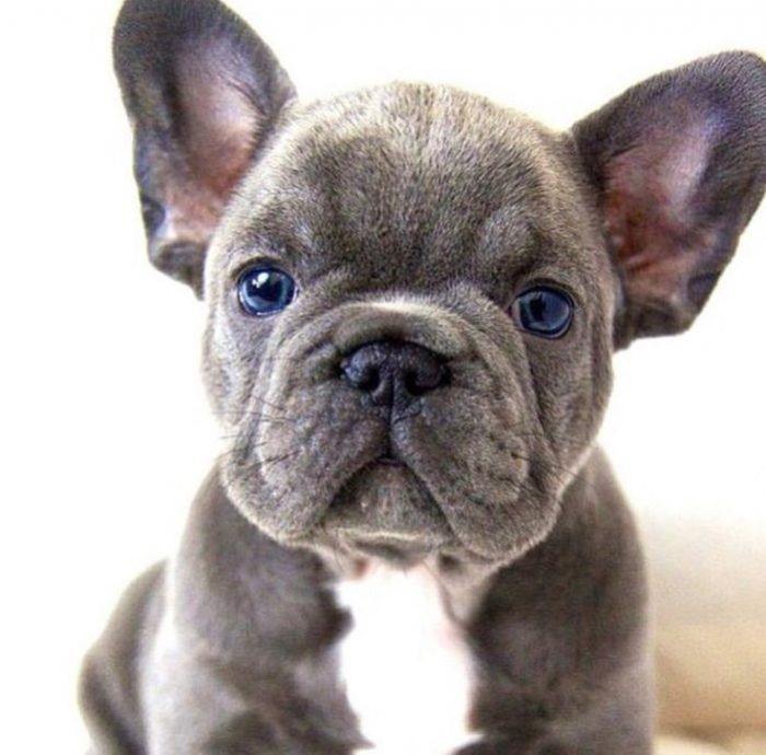 Pisces: French Bulldog