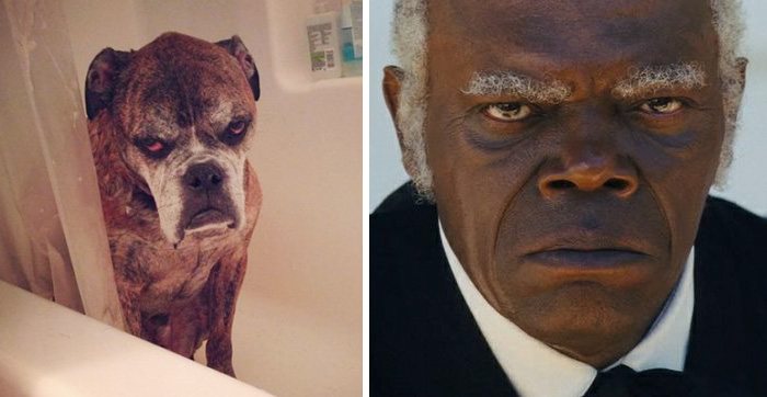  Dog Has The Exact Same Look As Samuel L. Jackson