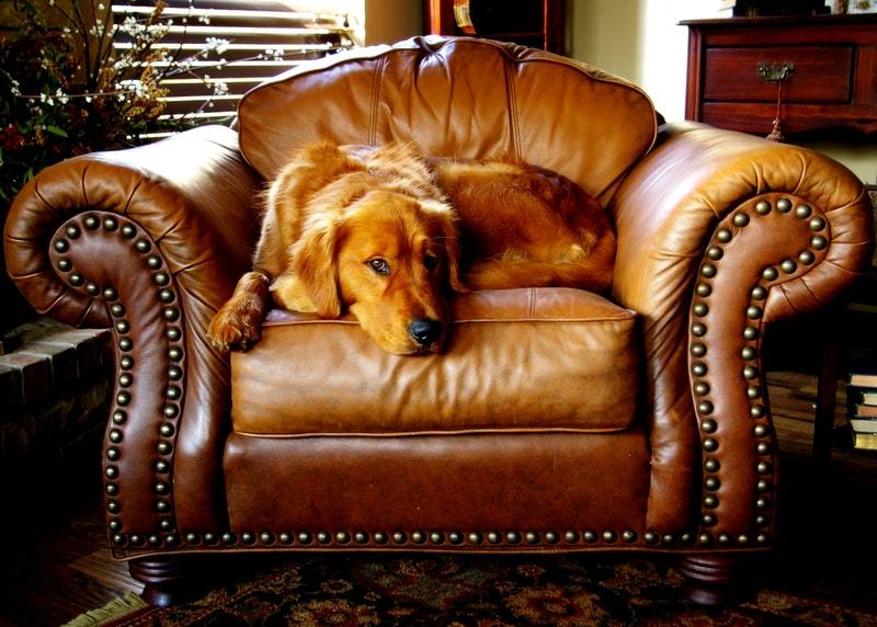 Best Dog Furniture