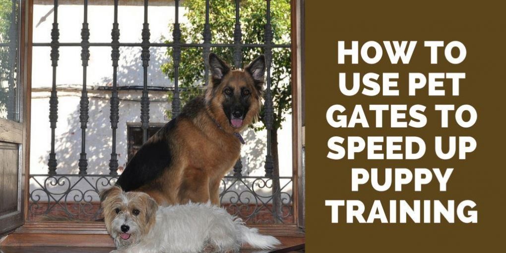 pet gates for training