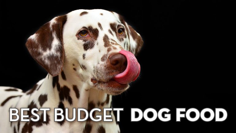 5 Best Budget Dog Food Picks: Cheap (But Quality!) Dog Food