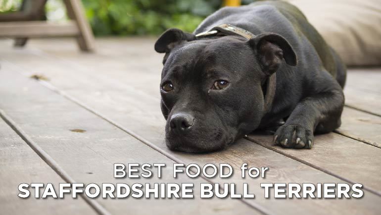 best food for staffordshire bull terrier-02