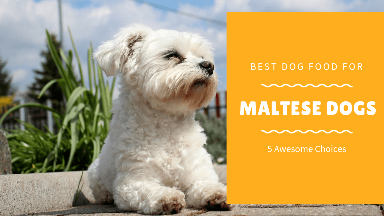 Maltese dog food