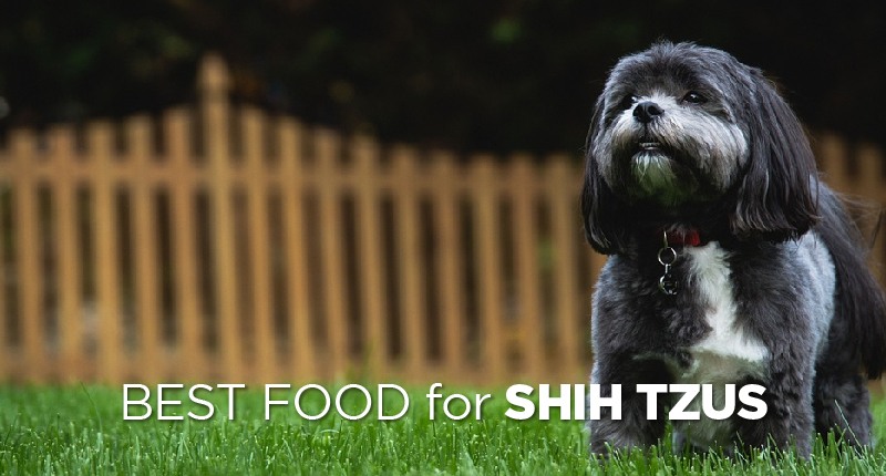 Best Dog Food for Shih Tzus: How to Pick the Good Shih