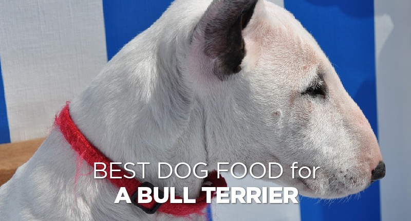 Dog Food For A Bull Terrier