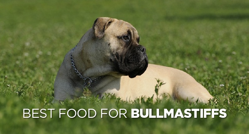 Best Dog Food For Bullmastiffs
