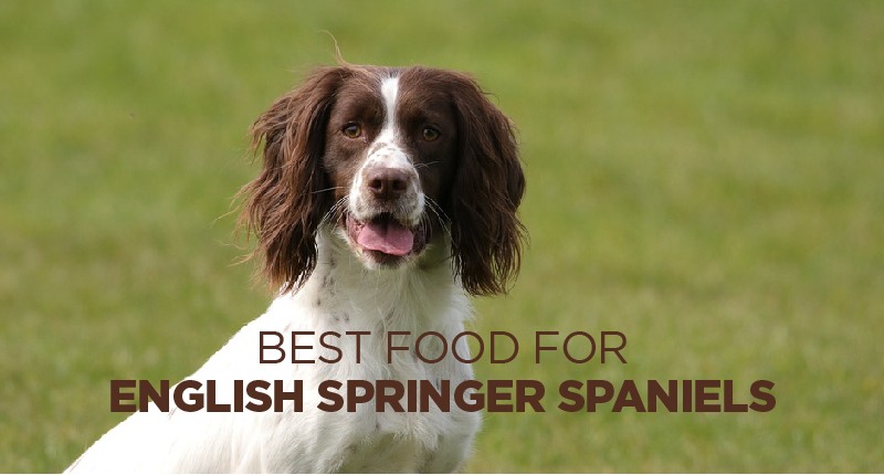 food for english springer spaniel