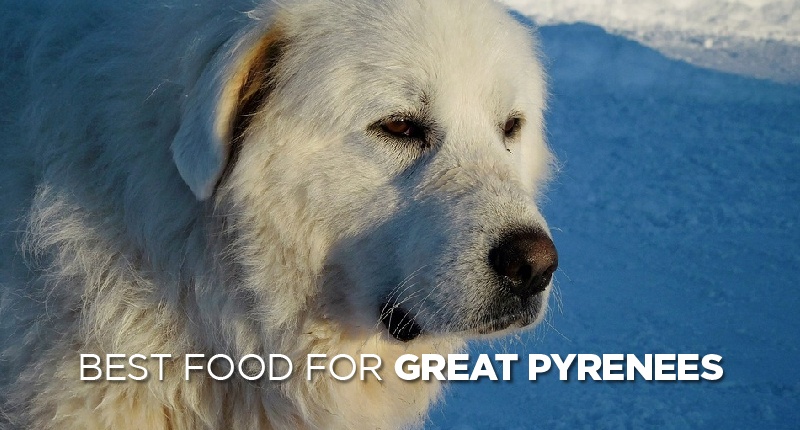 food for great pyrenees-01