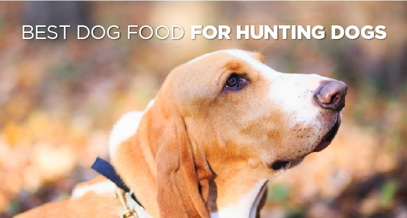 food for hunting dogs-01