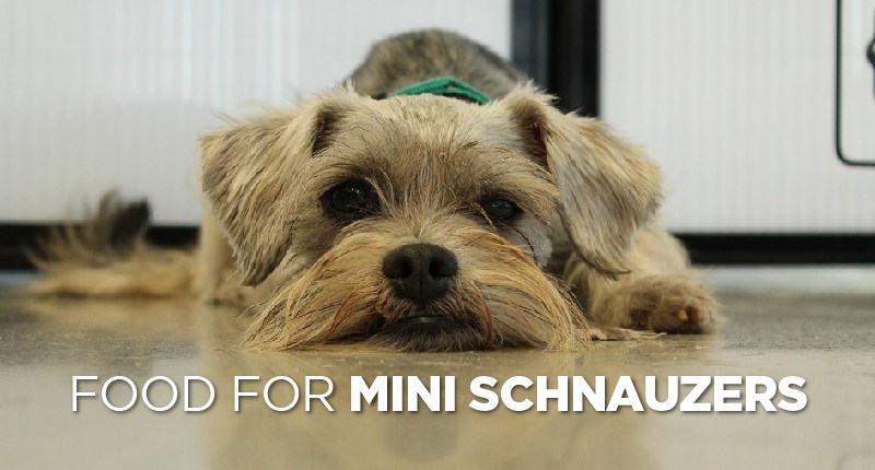 food for mini schnauzer-01
