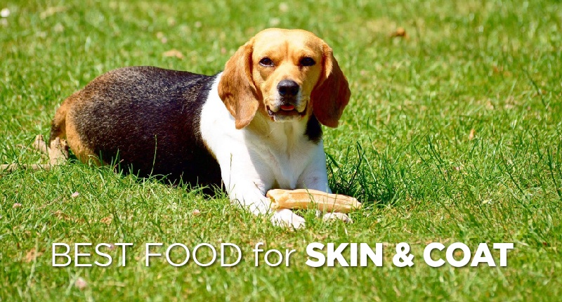 Best Dog Food For Skin And Coat