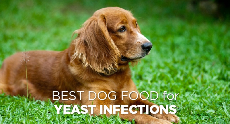 food for yeast infections-01