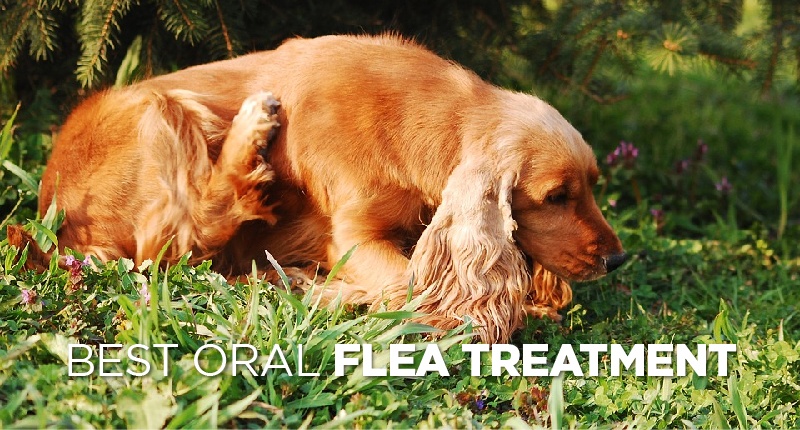 Best Oral Flea Treatment