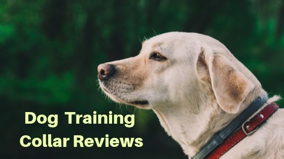 best dog training collar review