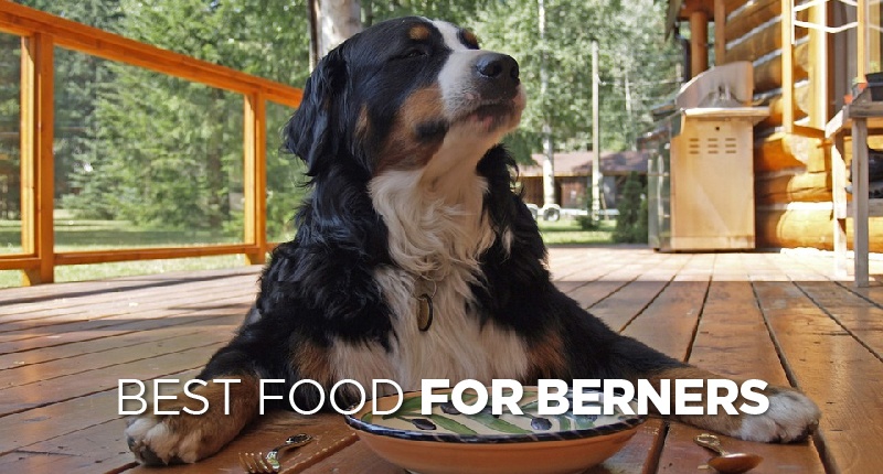 food for bernese mountain dogs-01