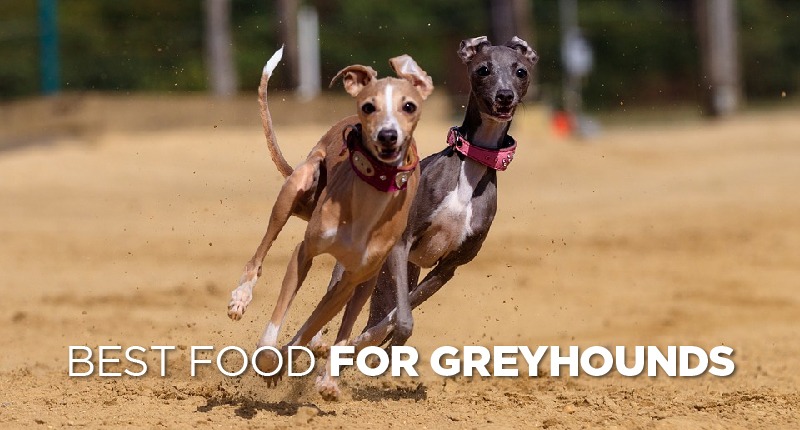 food for greyhounds