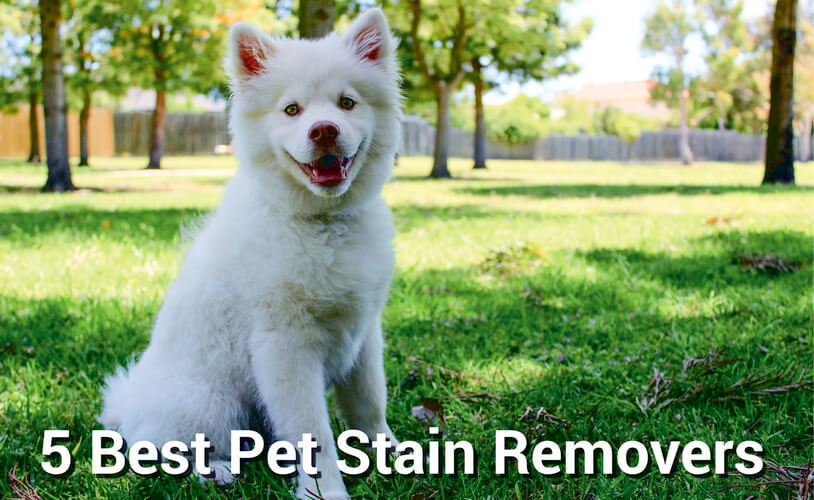 5 Best Pet Stain Removers