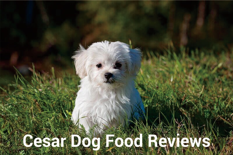 Cesar Dog Food Reviews