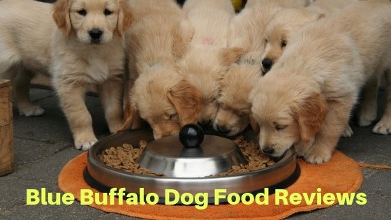 blue buffalo dog food reviews