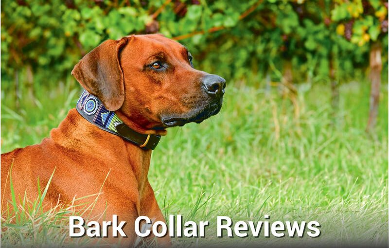 Bark collar reviews