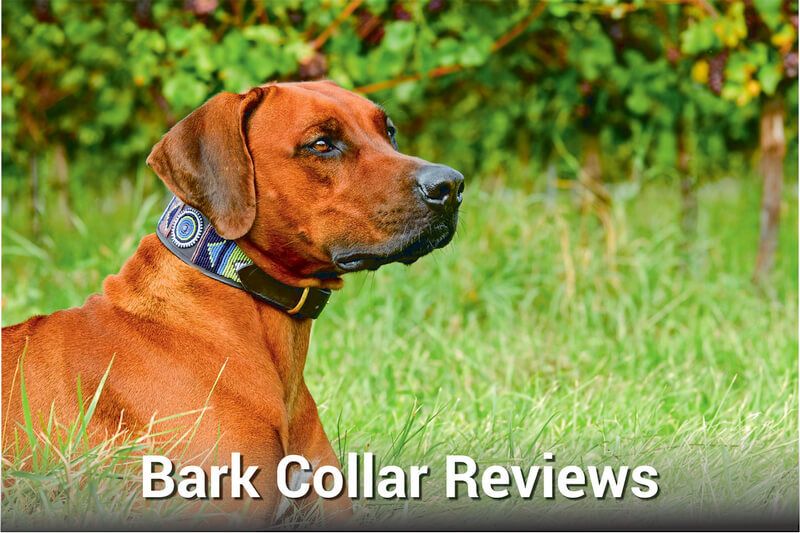 Bark collar reviews