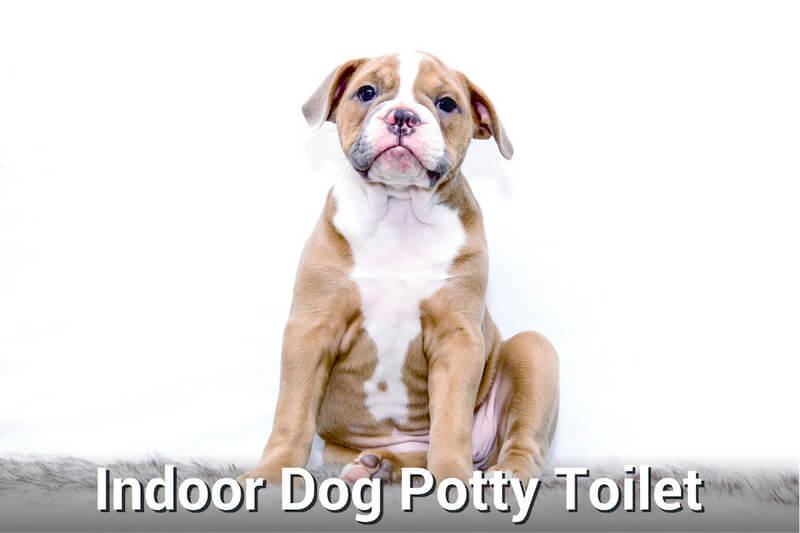 Indoor dog potty toilet