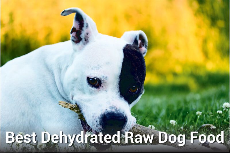 best dehydrated raw dog food