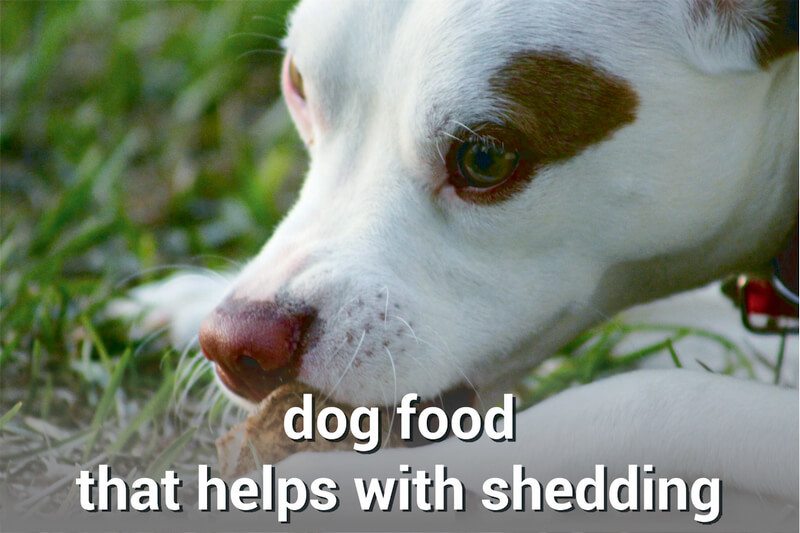 dog food that helps with shedding