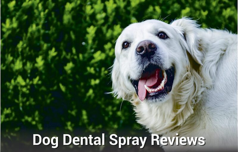 Dog Dental Spray Reviews