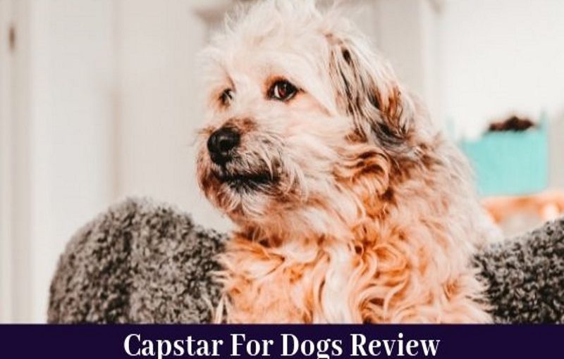 capstar for dogs review