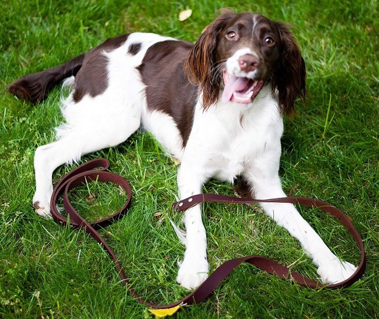 heavy duty leather dog leash review