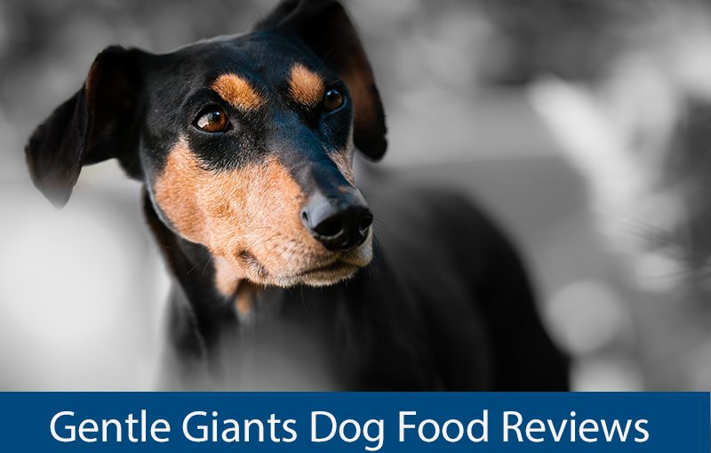 gentle giant dog food reviews