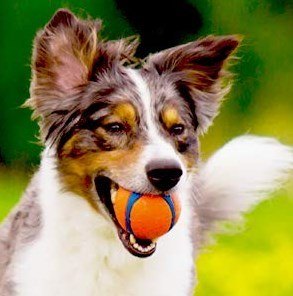 chuckit ball with a collie