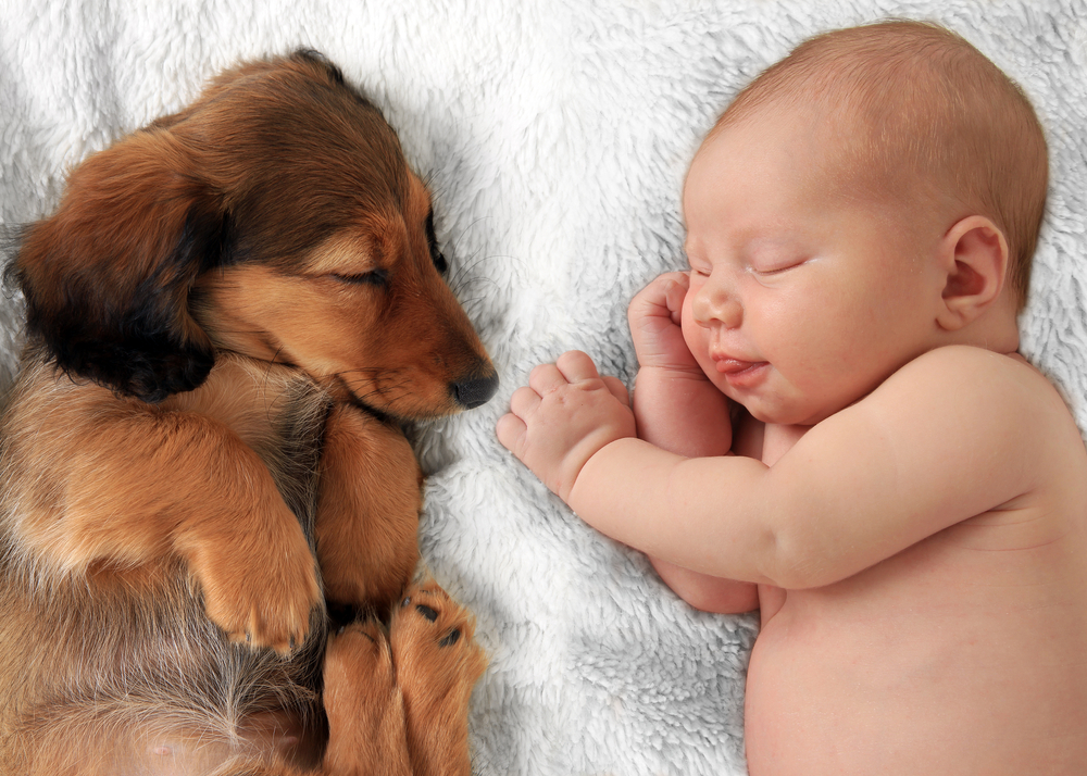Dog Sleeping With Baby