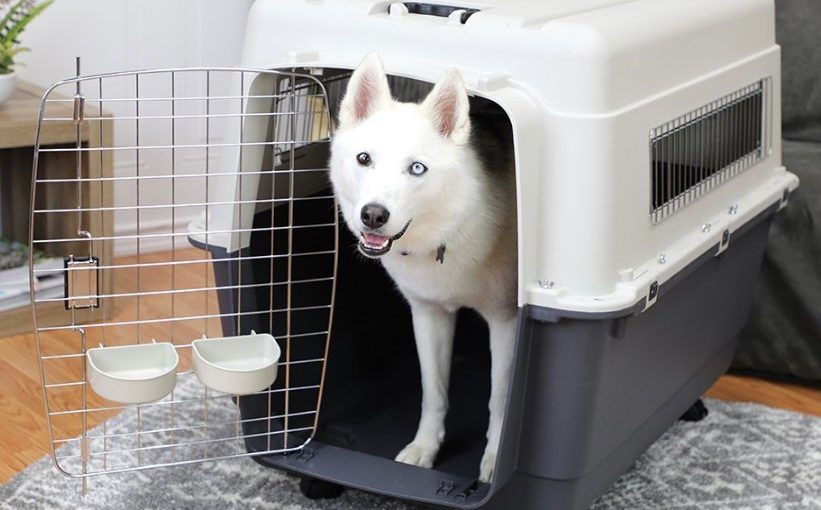 sportpet designs kennel with dog