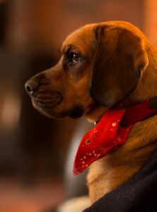 adorable animal animal photography beagle