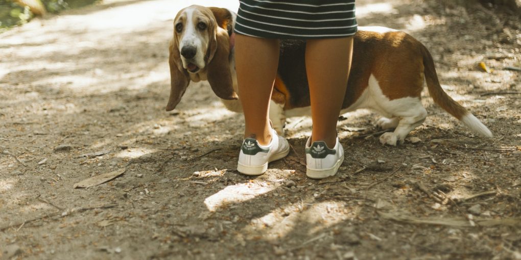 Photot of Beagle Dog