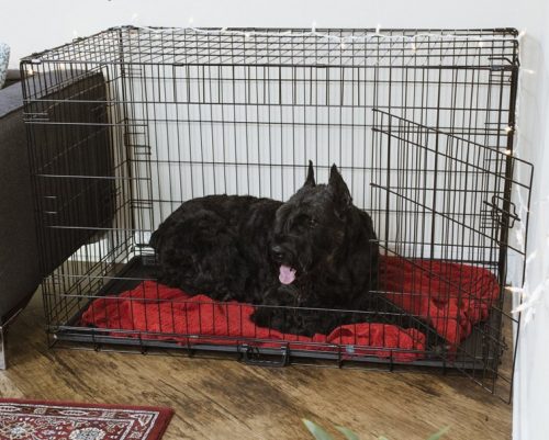 metal crate with a dog