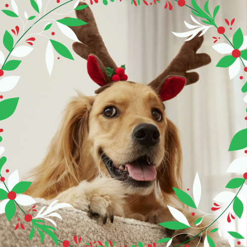 Keeping Your Canine Safe and Sound This Christmas