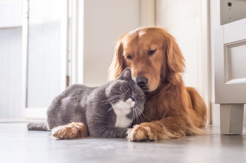 Dog Laying With Cat