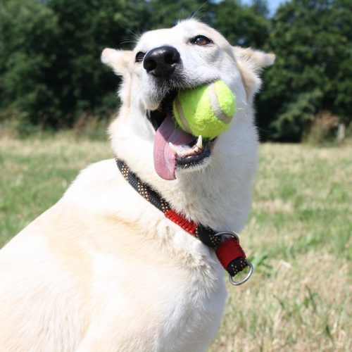 Dog Catching The Tennis Ball