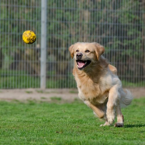 Golden retriever Trying To Catch The Ball
