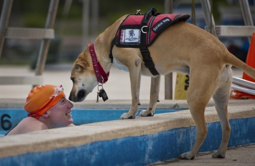 Swimmer With a Service Dog in A Service Dog Vest