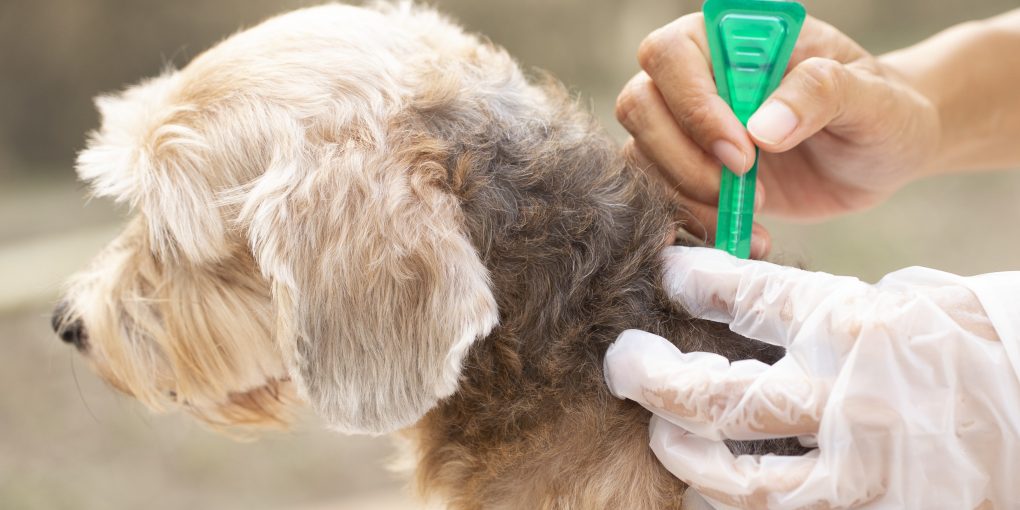 close up woman applying tick and flea prevention treatment to her dog