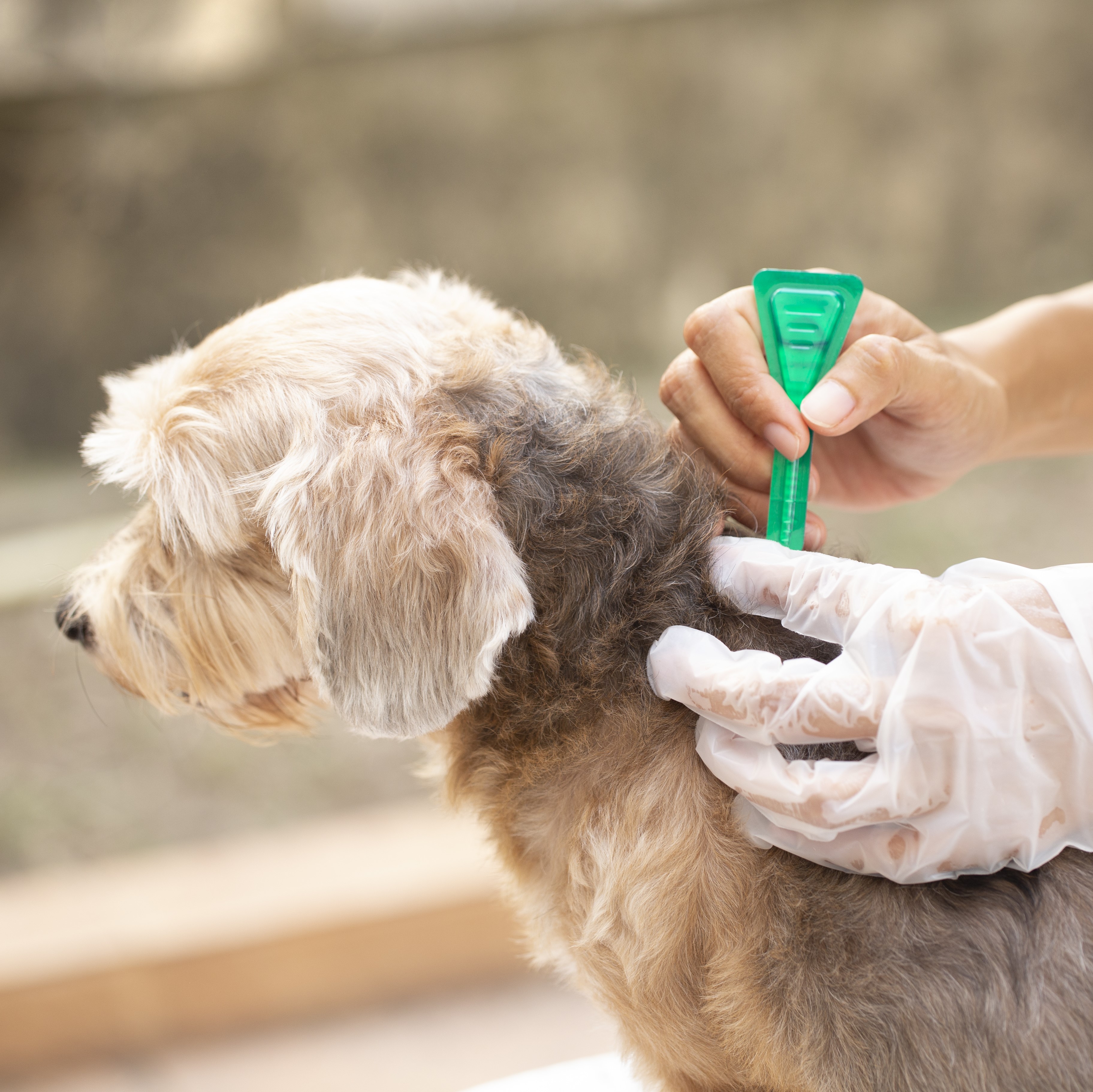 close up woman applying tick and flea prevention treatment to her dog